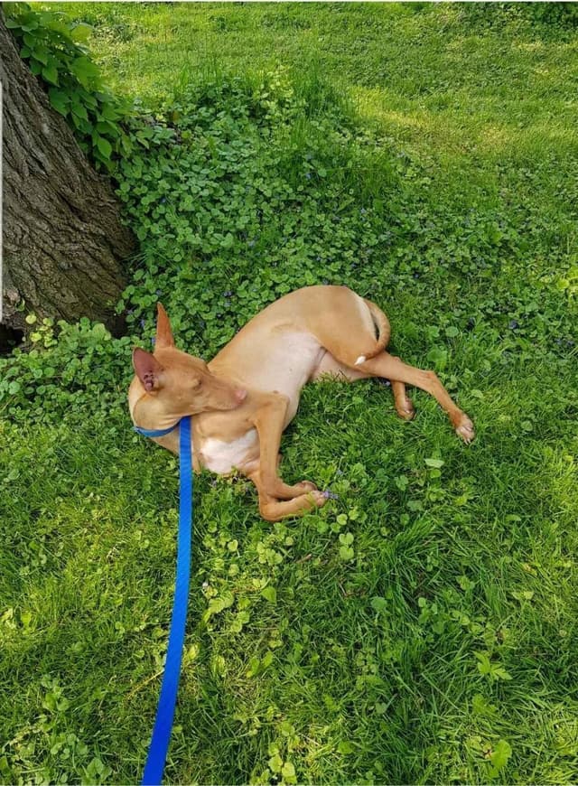 Pharaoh Hound Puppies media 3