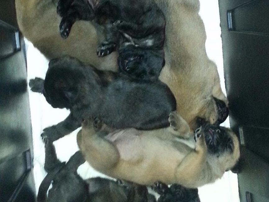 Mastiff Puppies breeder image 1