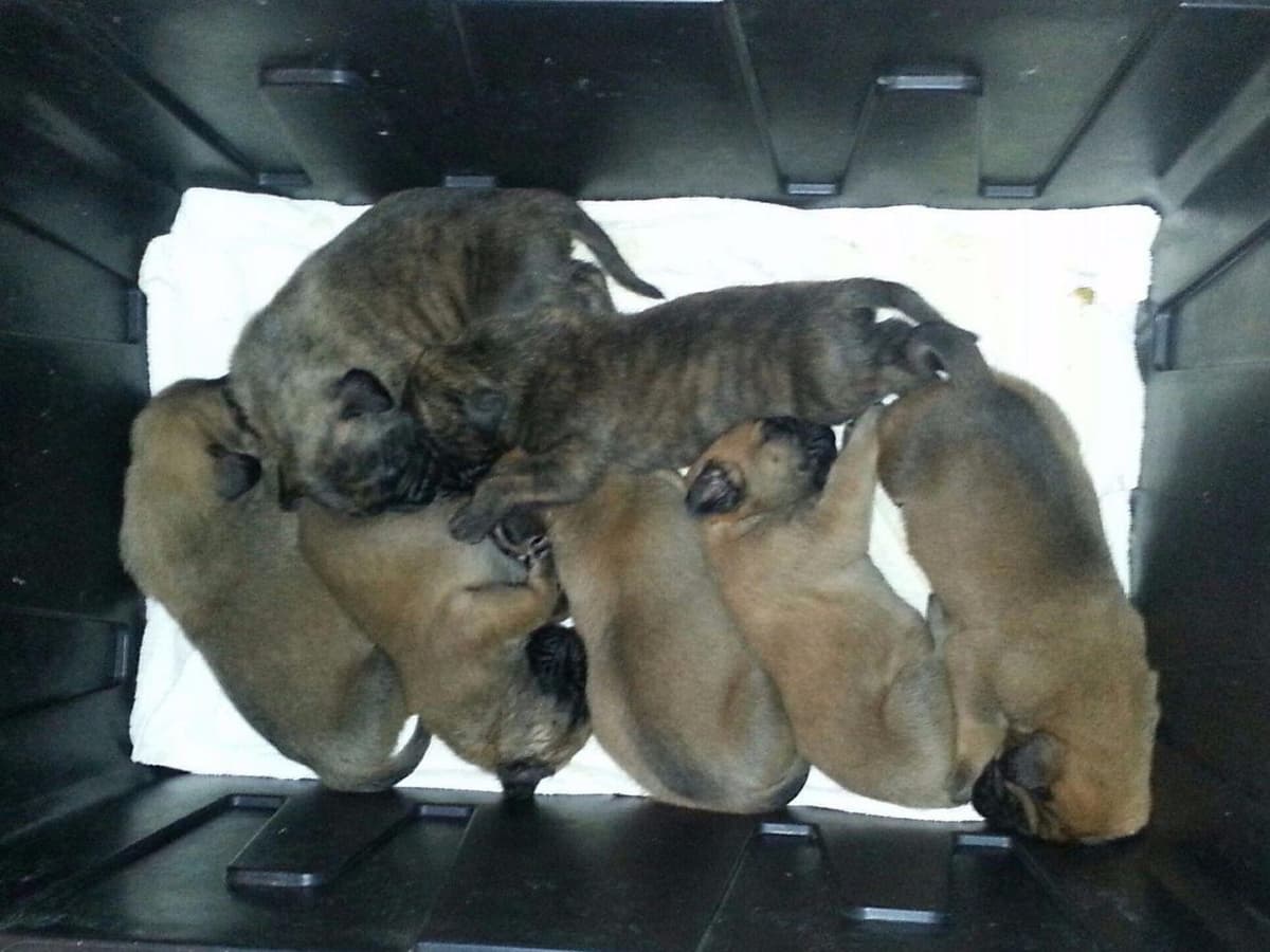 Mastiff Puppies breeder image 2