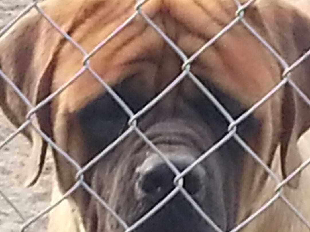 Mastiff Puppies breeder image 3