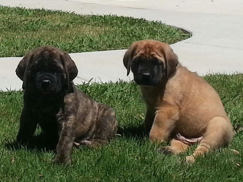 Mastiff Puppies breeder image 5