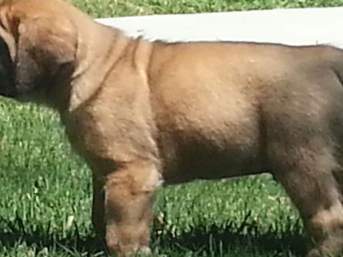 Mastiff Puppies breeder image 6