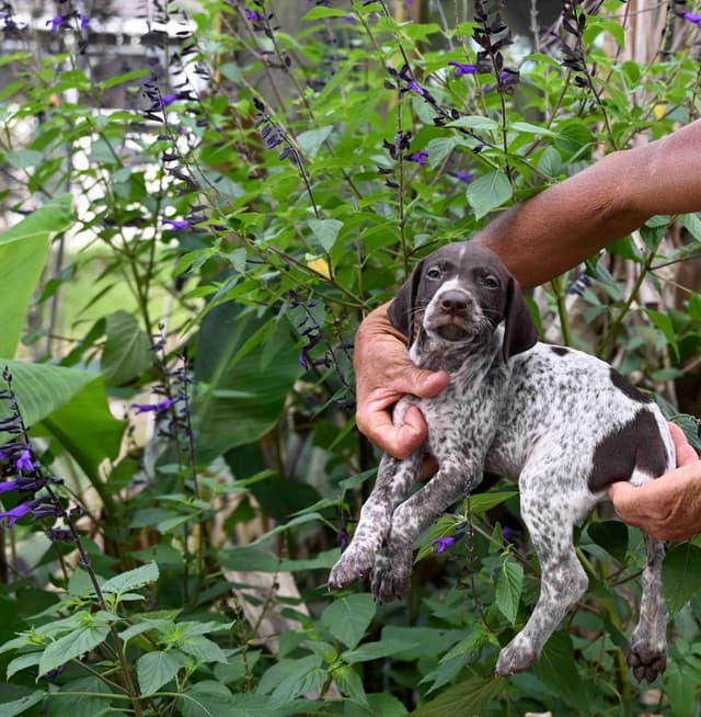 Briar Covey GSP's media 3