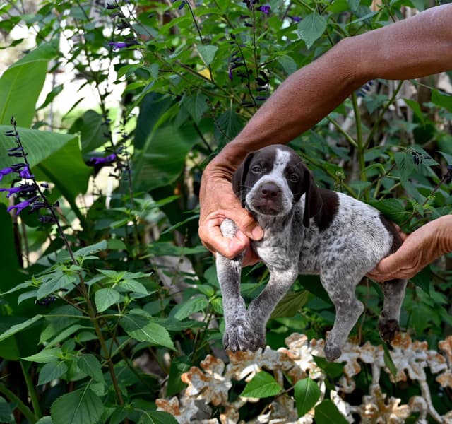 Briar Covey GSP's media 4