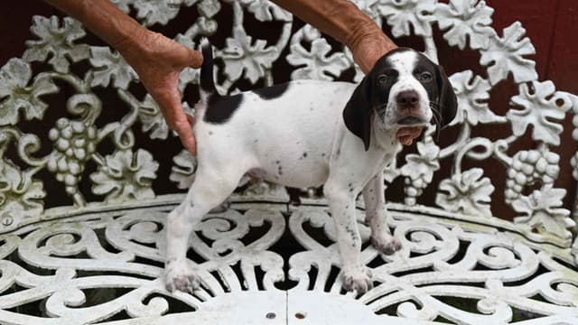 Briar Covey GSP's media 3