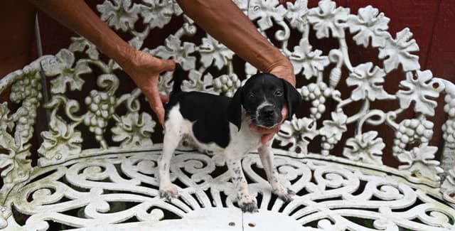 Briar Covey GSP's media 4