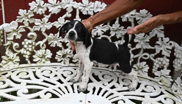 Briar Covey GSP's media 2