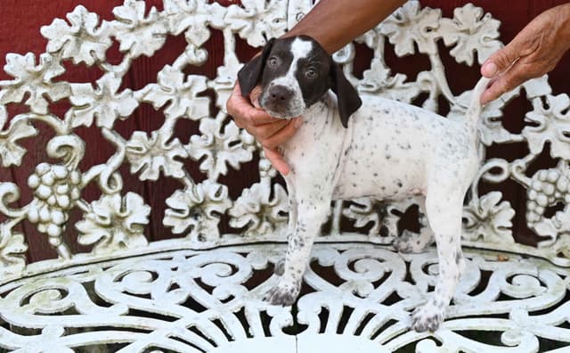 Briar Covey GSP's media 2