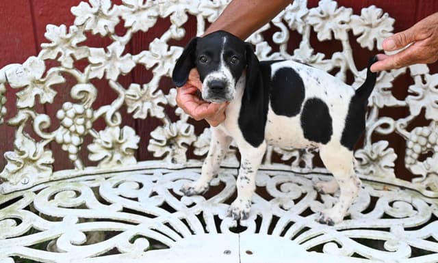Briar Covey GSP's media 3