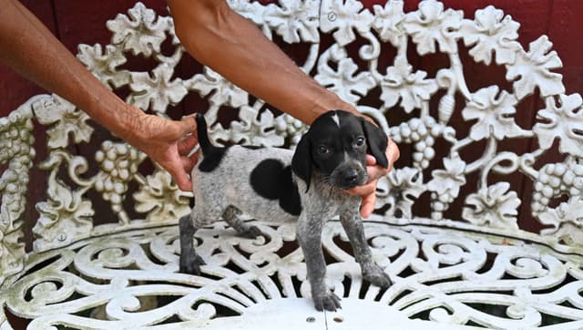 Briar Covey GSP's media 5