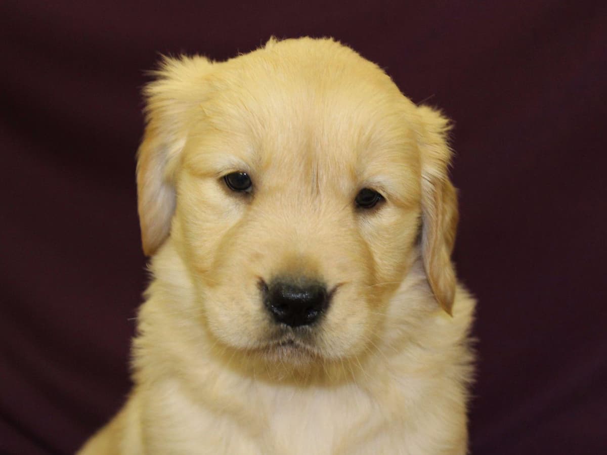 Echo & Tex's Golden Retriever Puppies breeder image 17