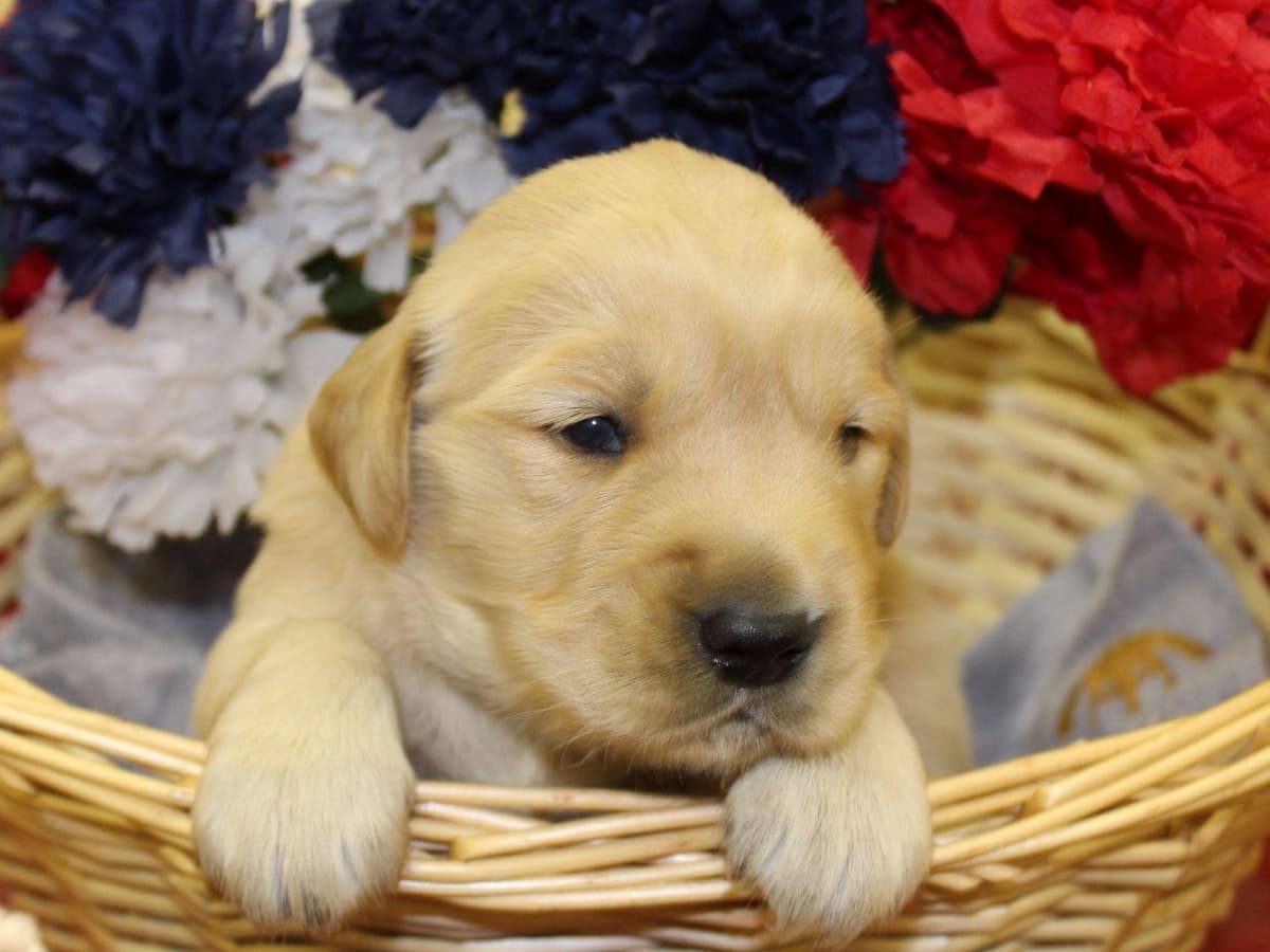 Echo & Tex's Golden Retriever Puppies breeder image 18