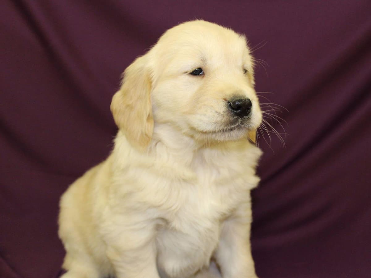 Echo & Tex's Golden Retriever Puppies breeder image 19