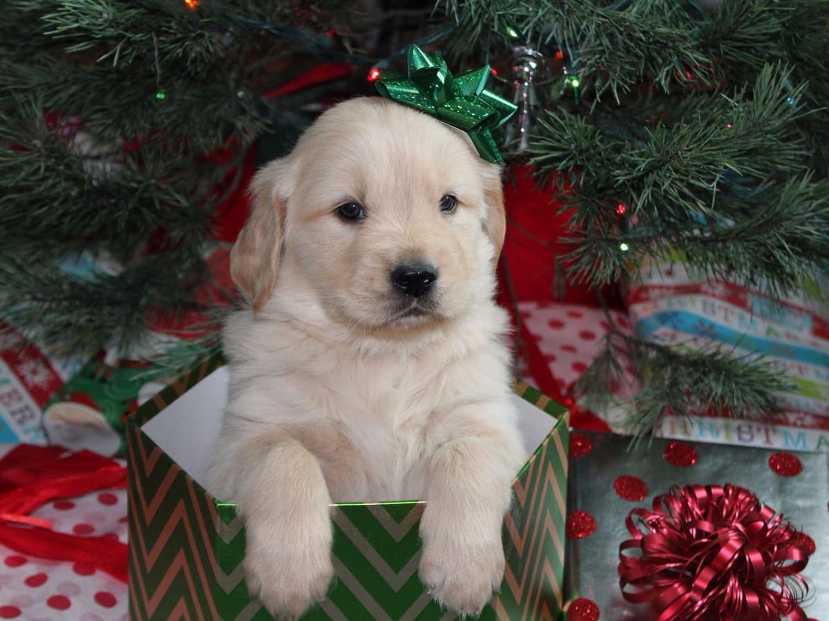 Echo & Tex's Golden Retriever Puppies breeder image 20