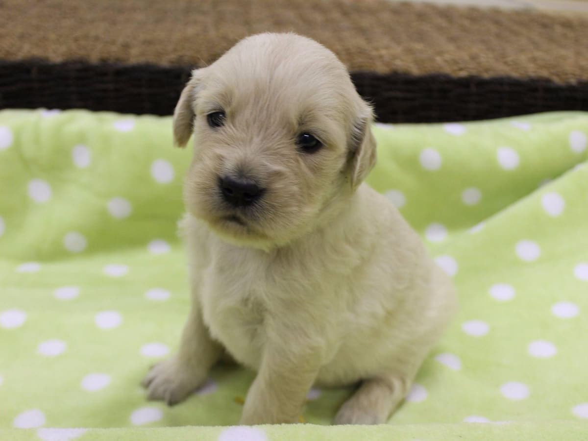 Echo & Tex's Golden Retriever Puppies breeder image 21