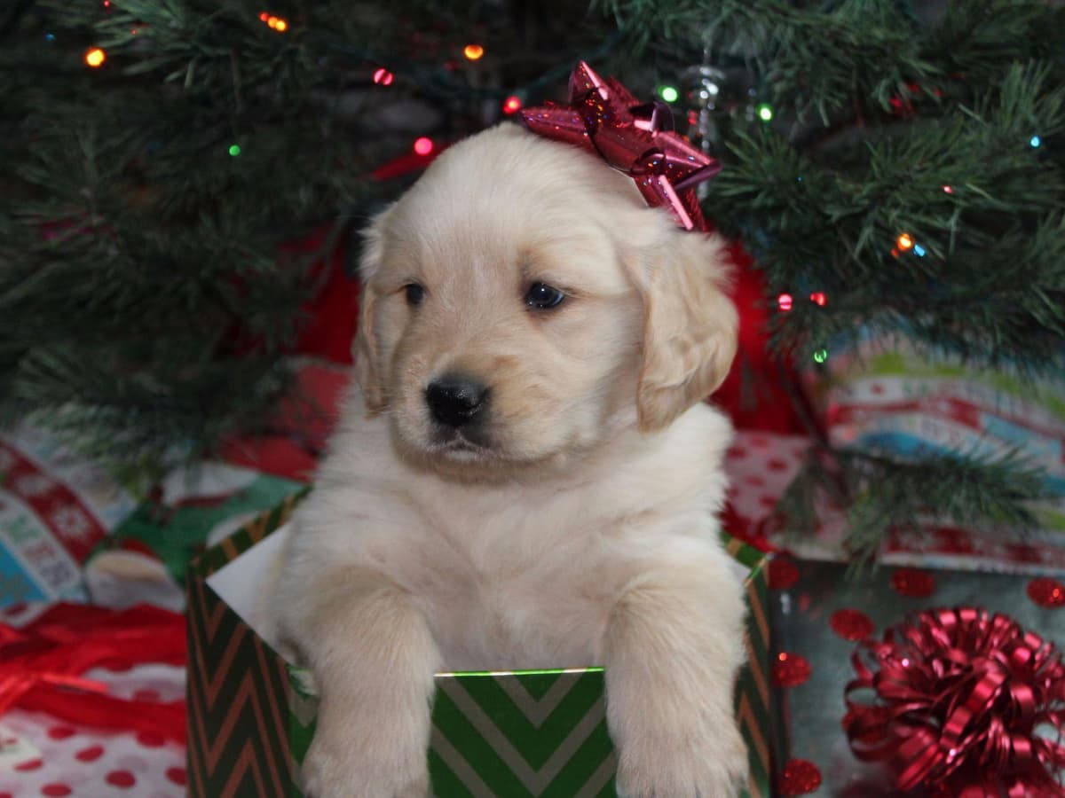 Echo & Tex's Golden Retriever Puppies breeder image 22