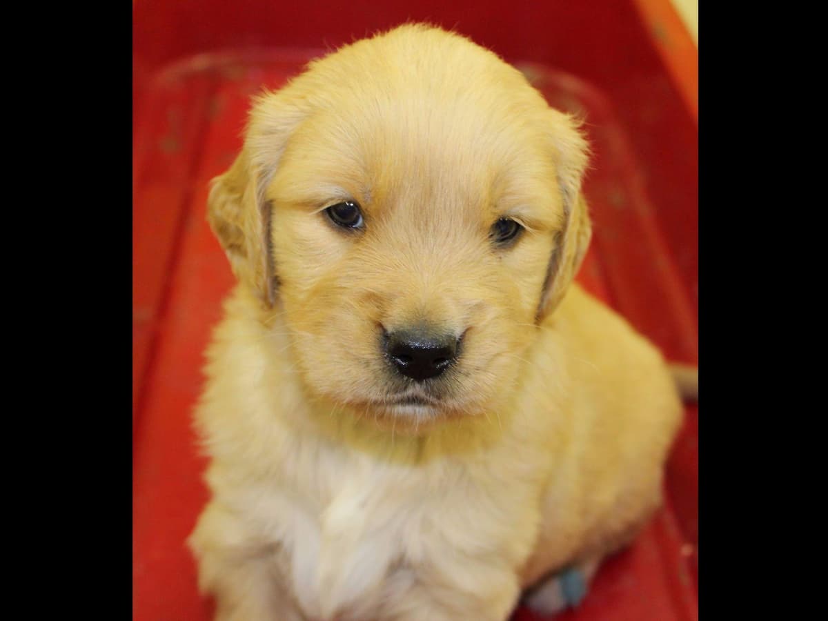 Echo & Tex's Golden Retriever Puppies breeder image 24