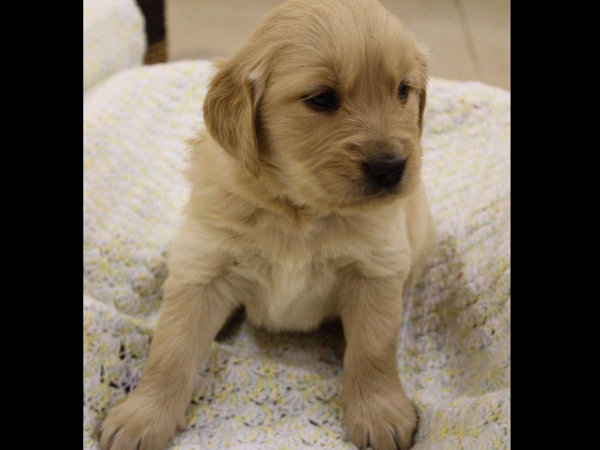 Echo & Tex's Golden Retriever Puppies breeder image 25