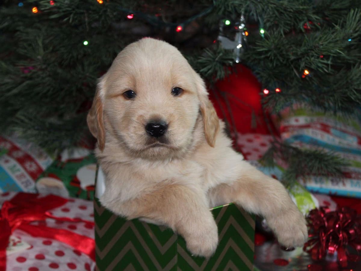 Echo & Tex's Golden Retriever Puppies breeder image 26