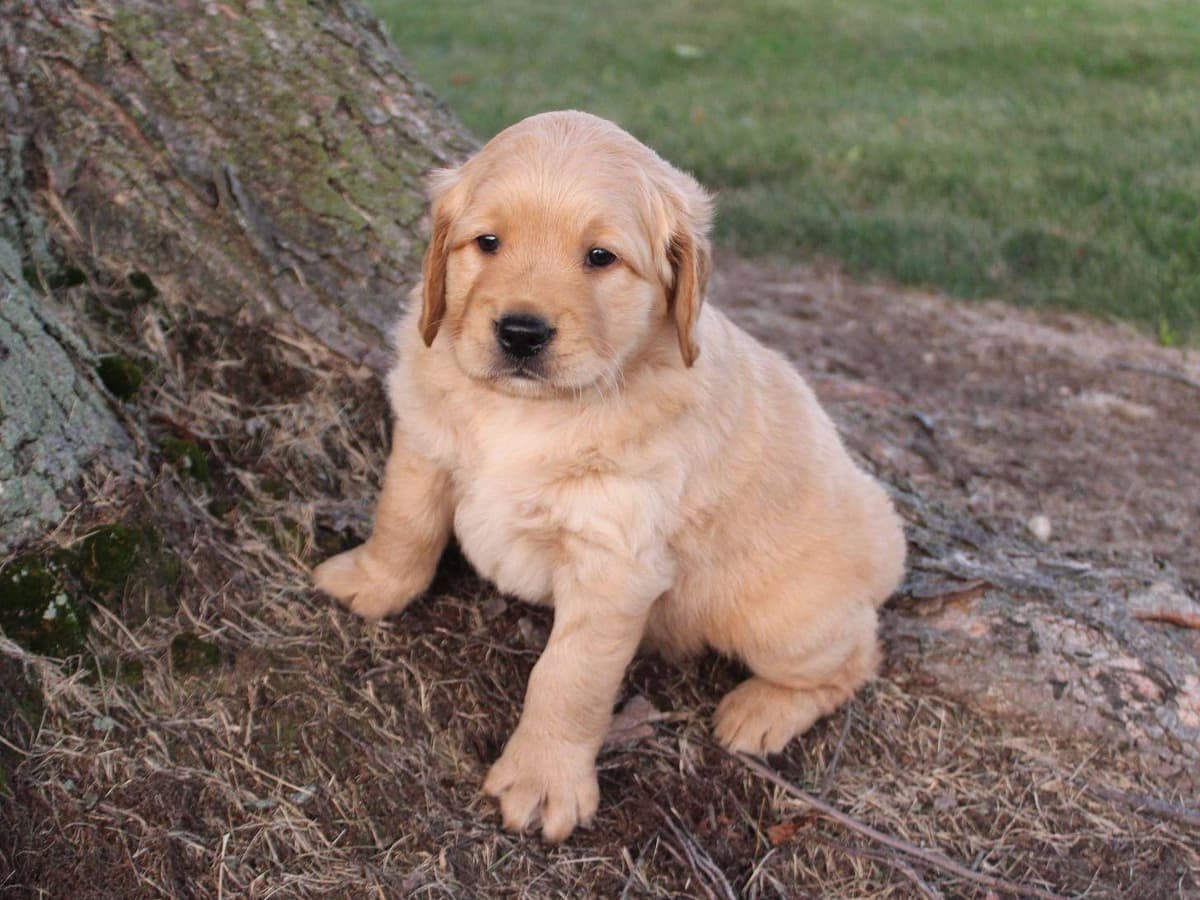 Echo & Tex's Golden Retriever Puppies breeder image 16