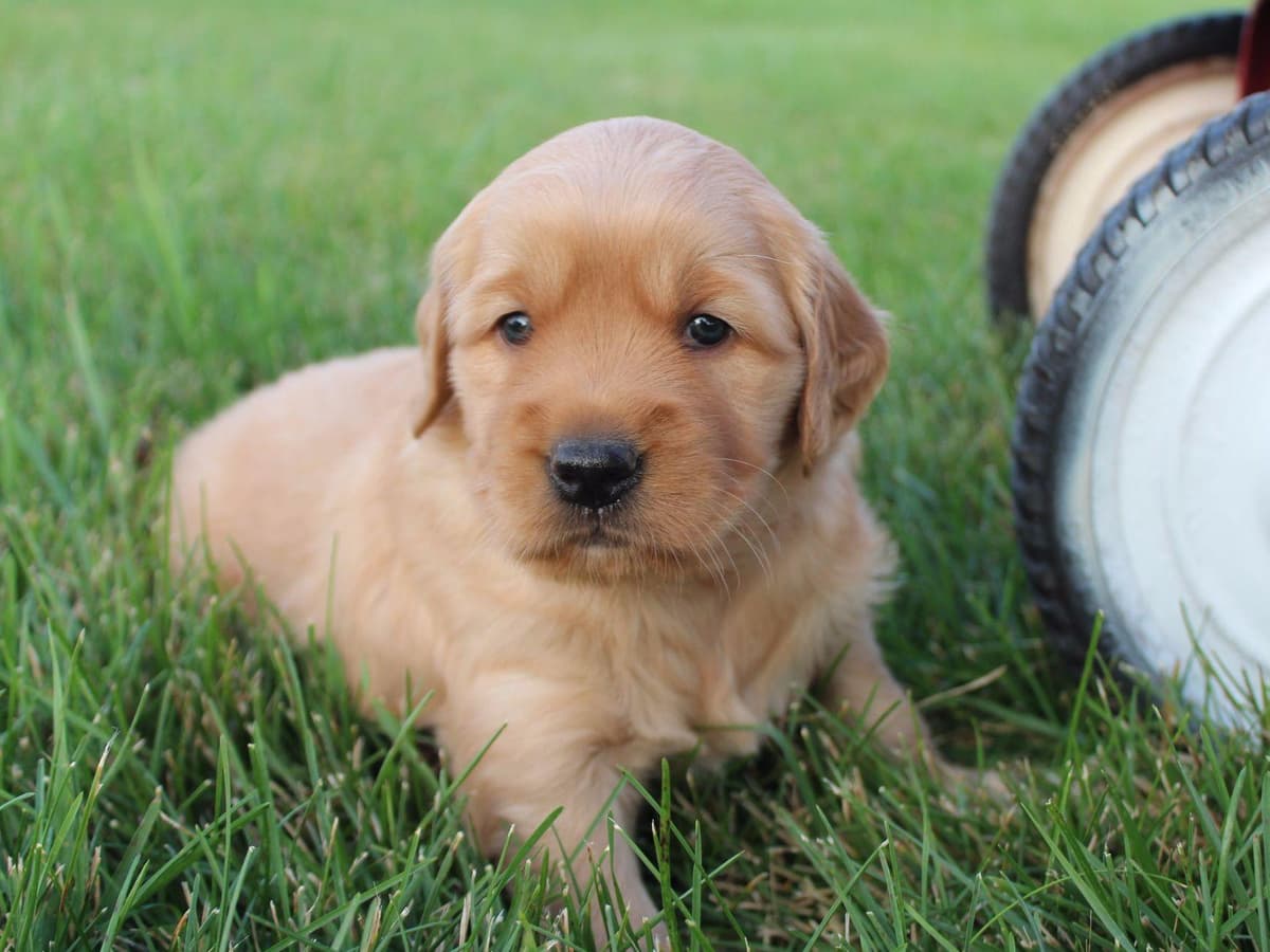 Echo & Tex's Golden Retriever Puppies breeder image 15