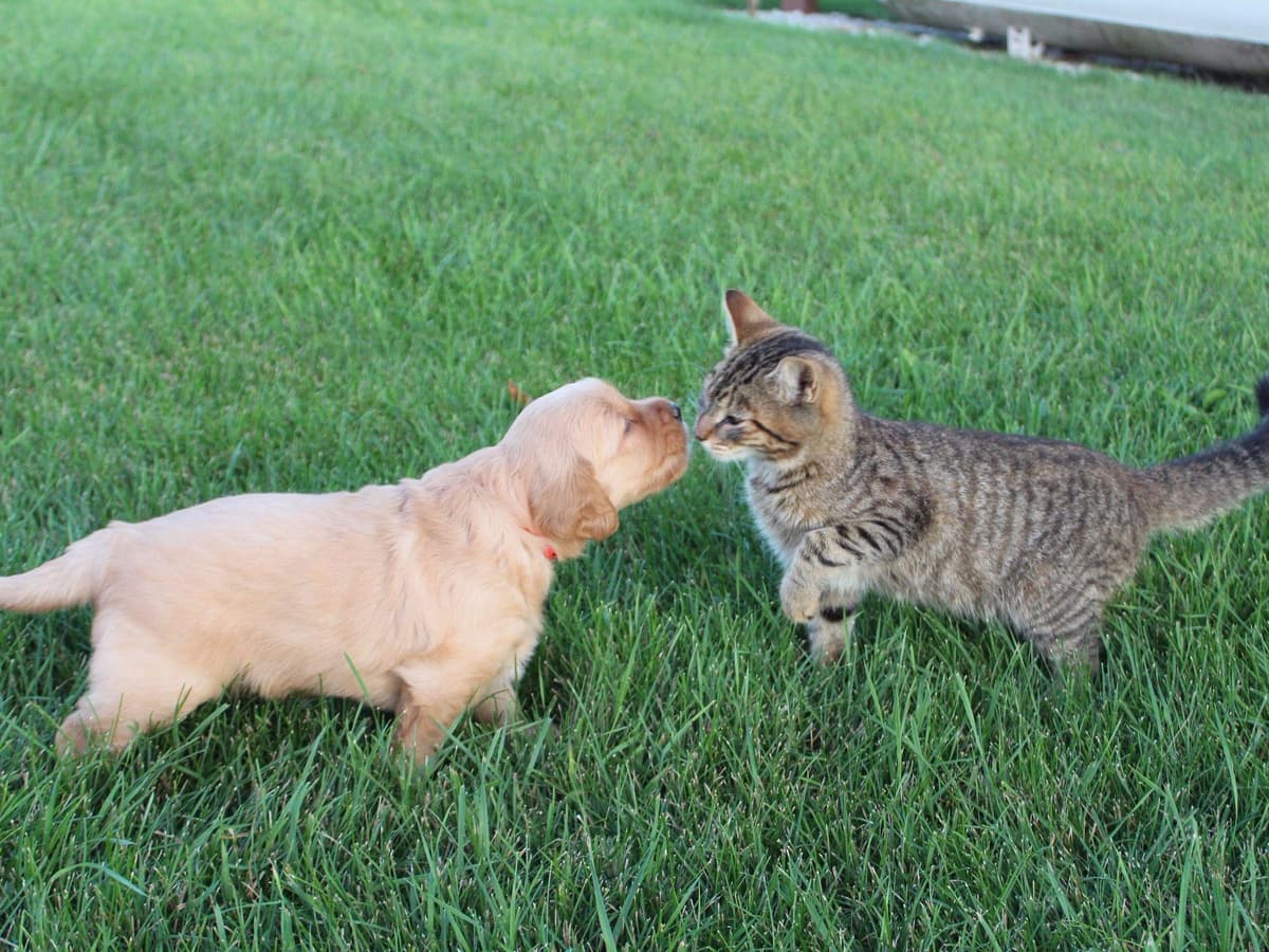 Echo & Tex's Golden Retriever Puppies breeder image 14