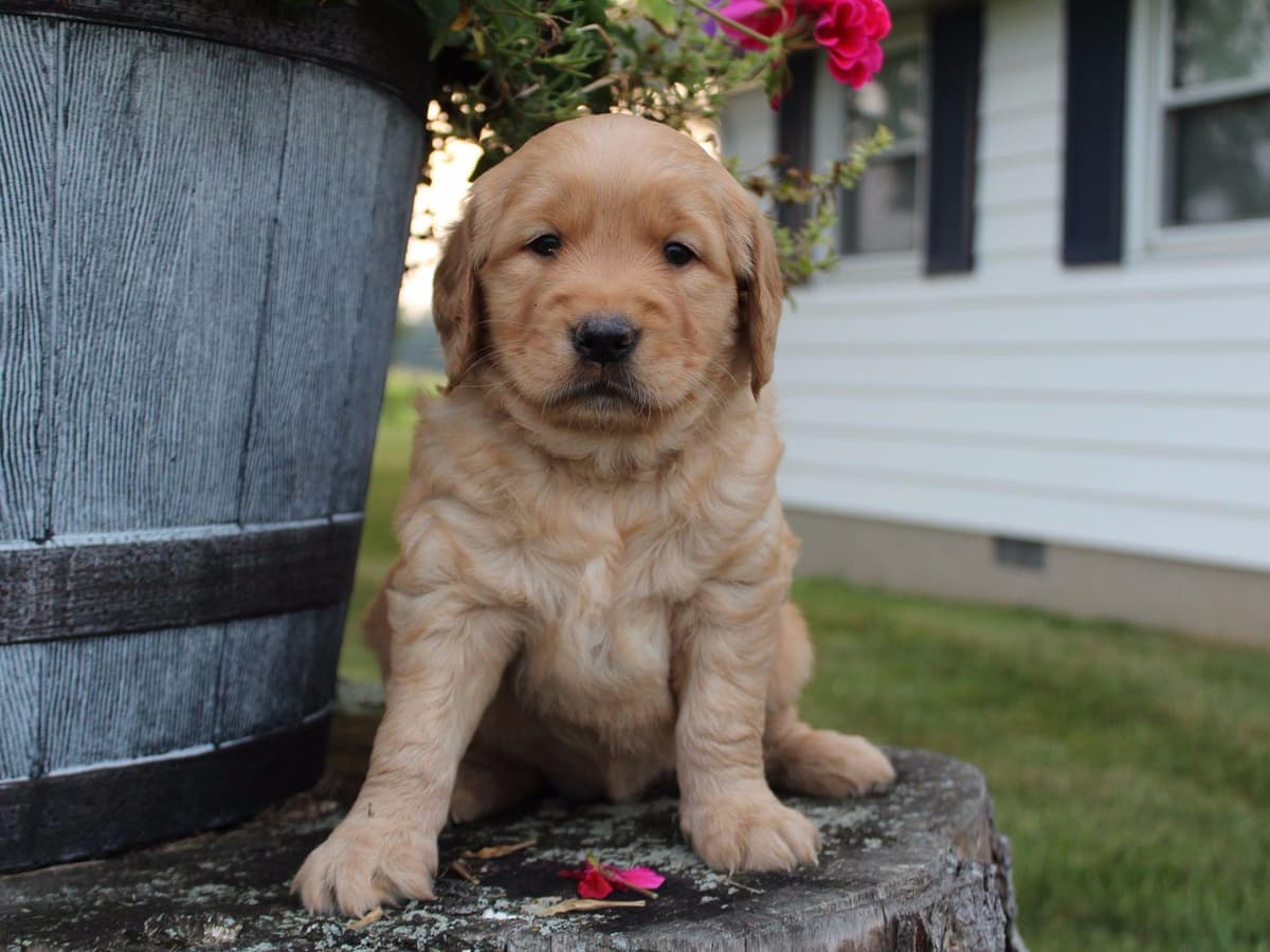 Echo & Tex's Golden Retriever Puppies breeder image 13
