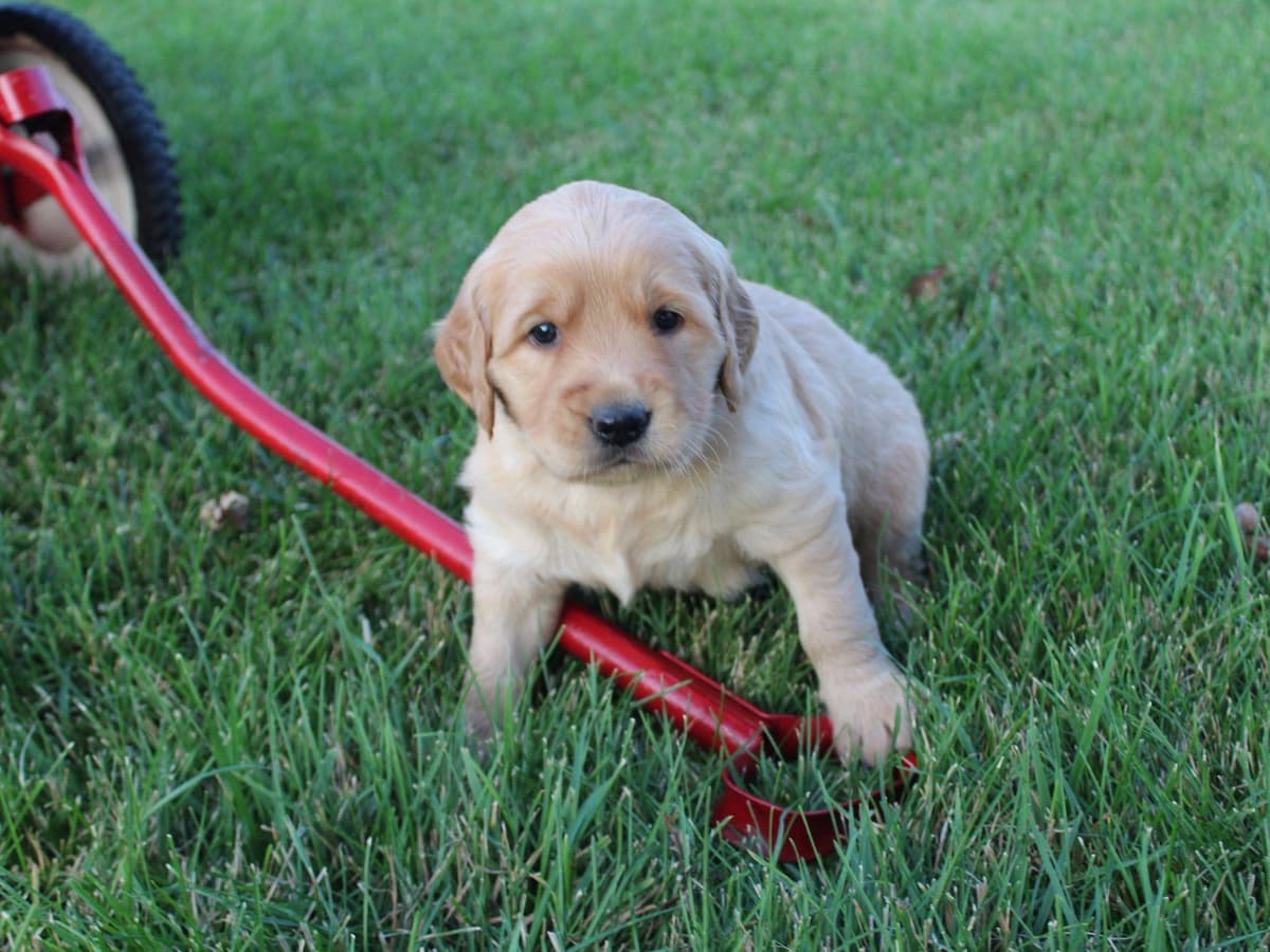 Echo & Tex's Golden Retriever Puppies breeder image 12