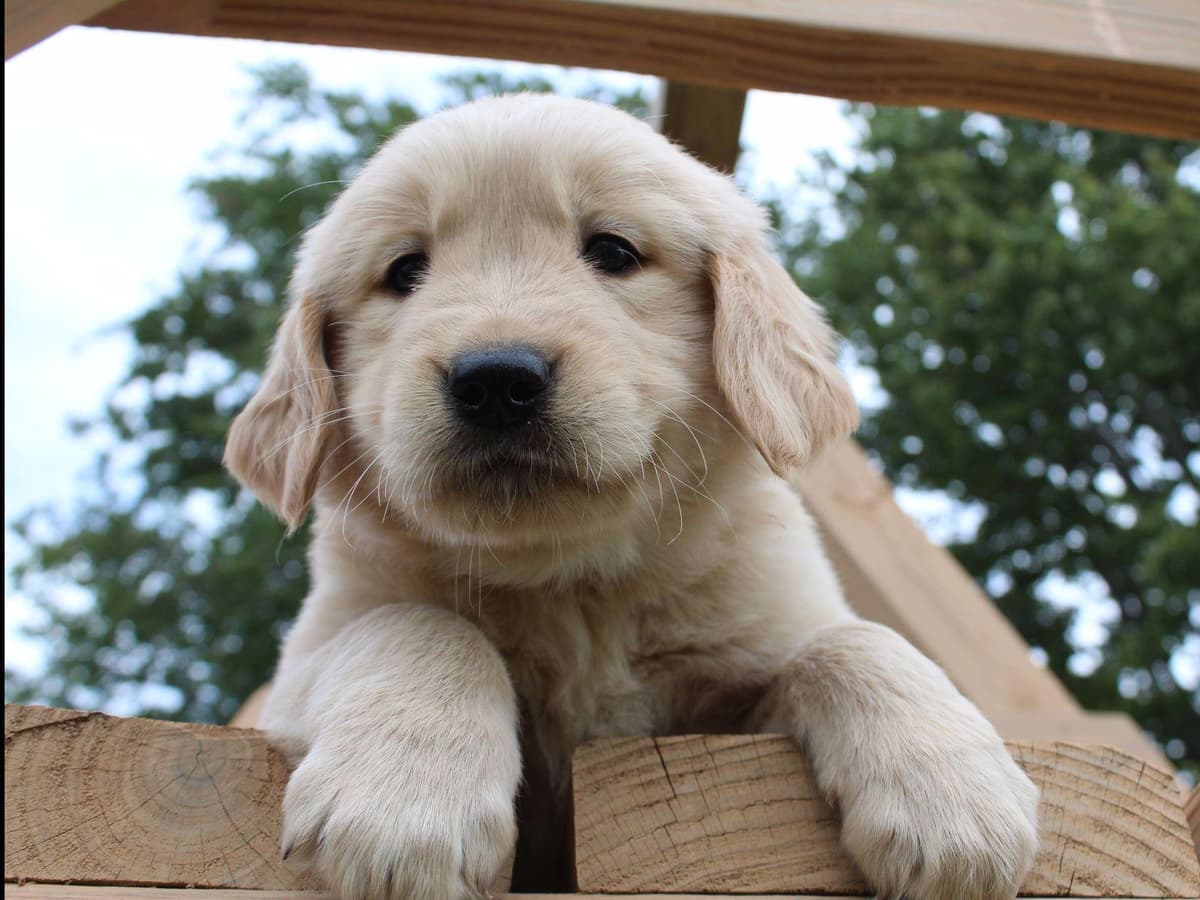 Echo & Tex's Golden Retriever Puppies breeder image 11