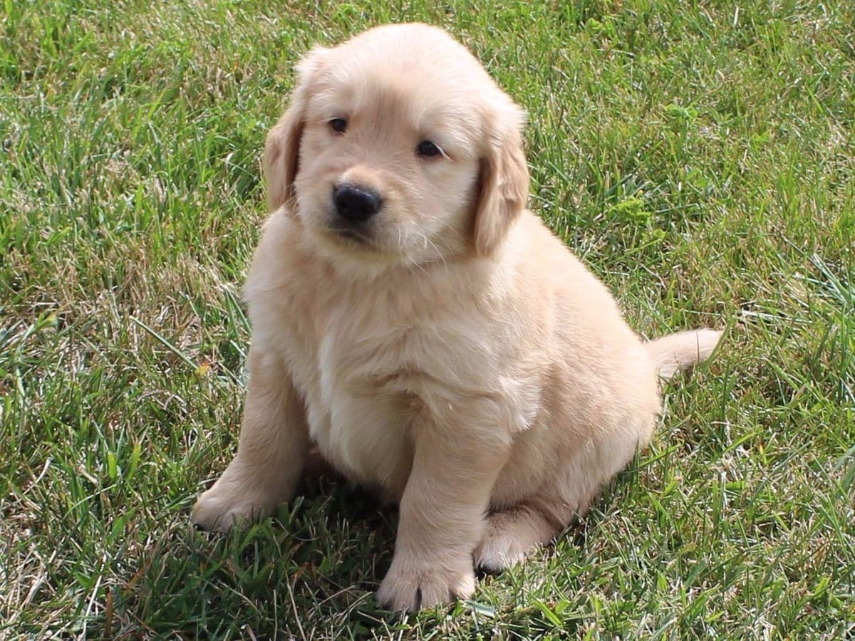 Echo & Tex's Golden Retriever Puppies breeder image 10