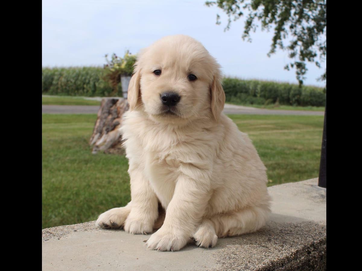 Echo & Tex's Golden Retriever Puppies breeder image 9