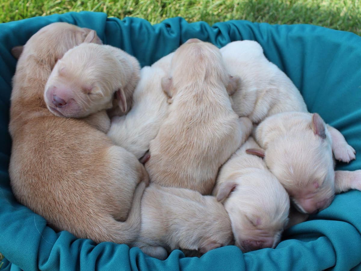 Echo & Tex's Golden Retriever Puppies breeder image 8