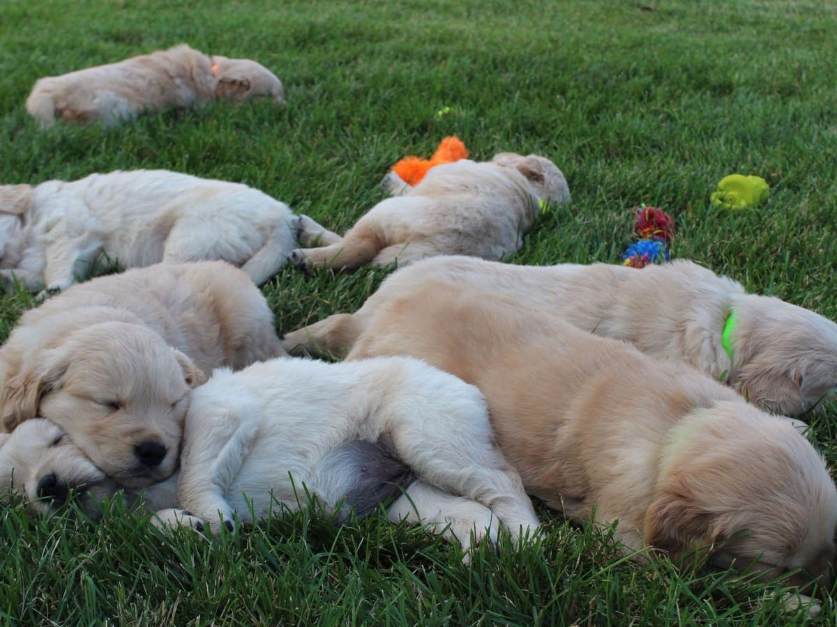 Echo & Tex's Golden Retriever Puppies breeder image 7