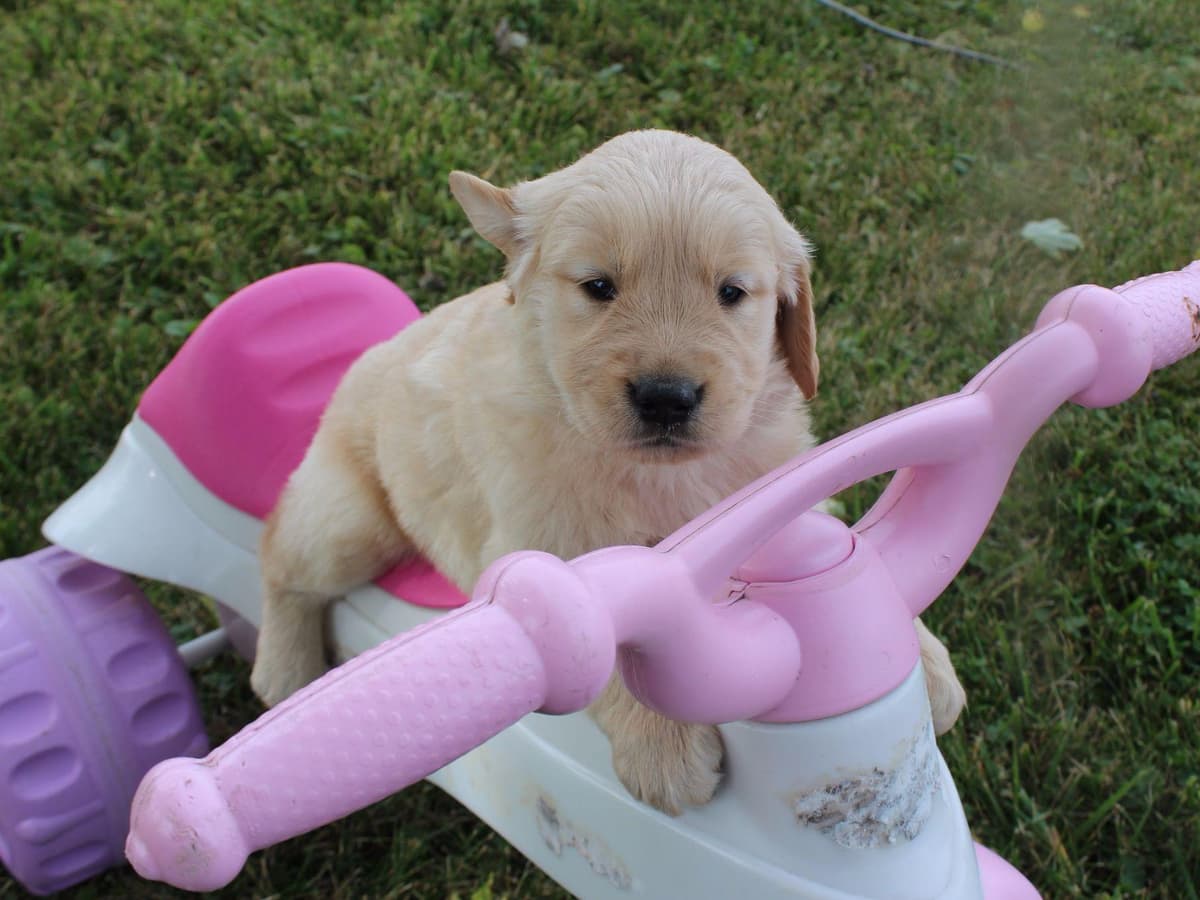 Echo & Tex's Golden Retriever Puppies breeder image 6