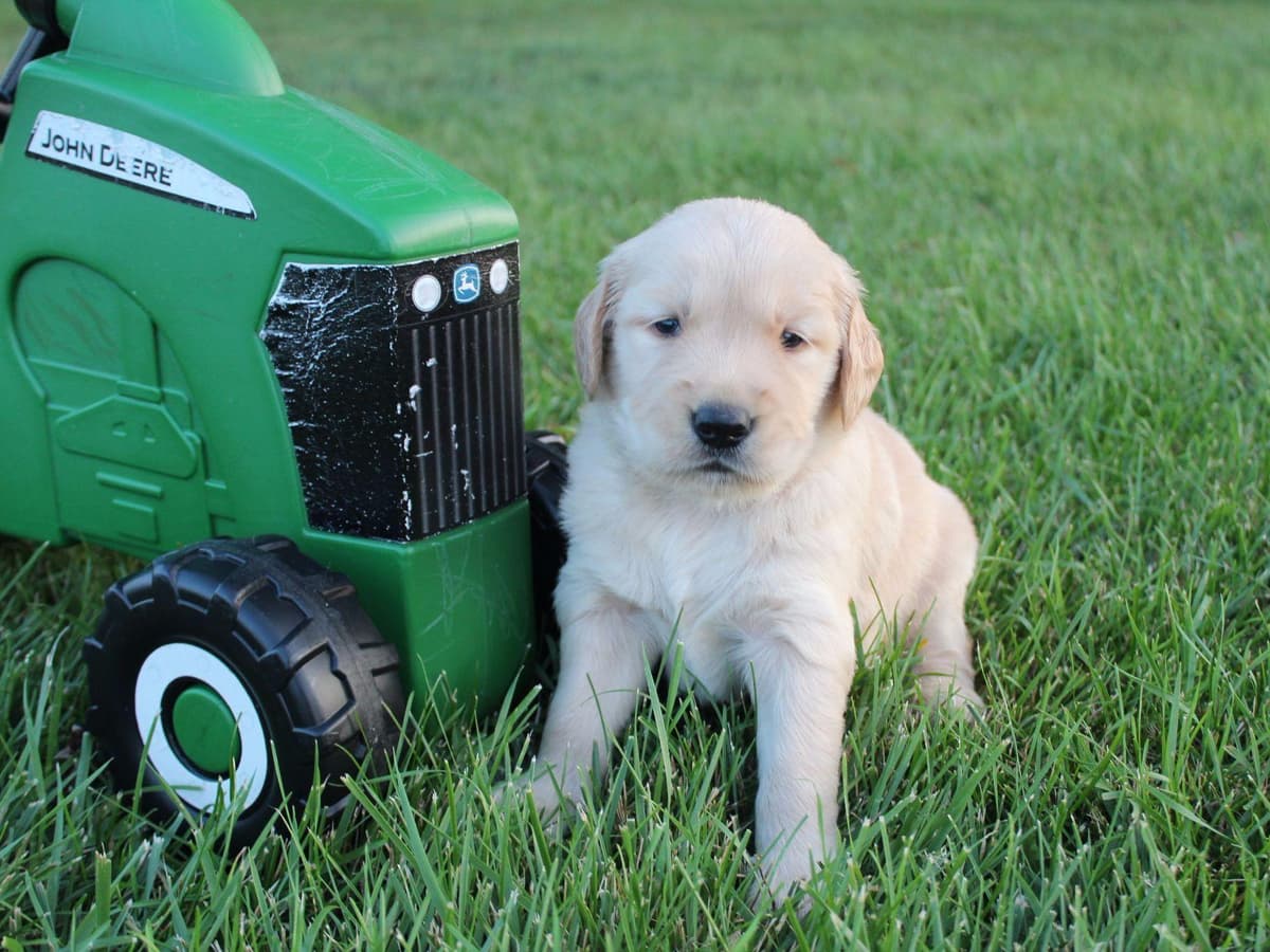 Echo & Tex's Golden Retriever Puppies breeder image 5