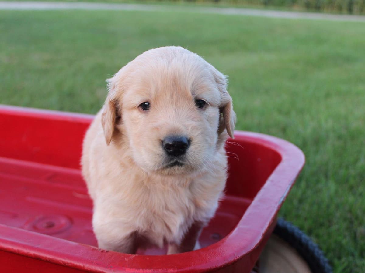 Echo & Tex's Golden Retriever Puppies breeder image 3