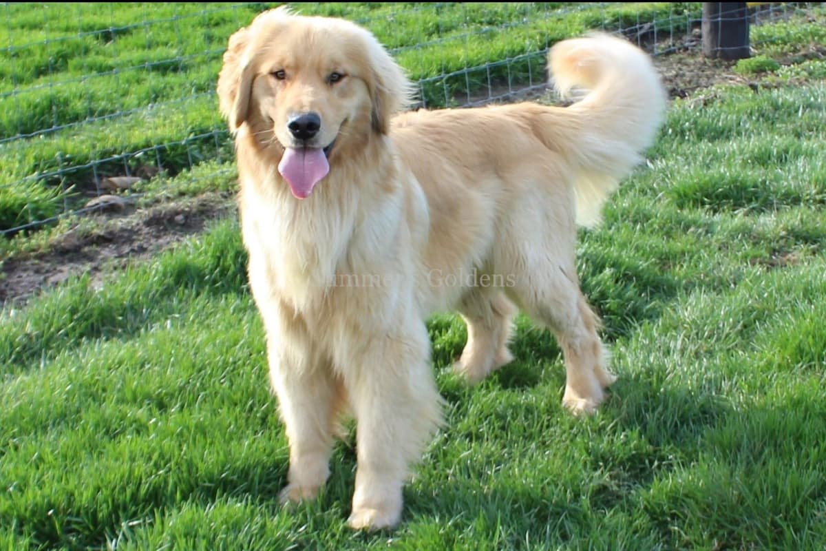 Echo & Tex's Golden Retriever Puppies breeder image 27