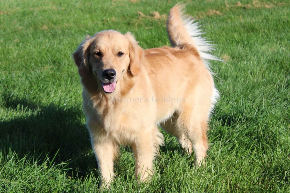 Echo & Tex's Golden Retriever Puppies breeder image 28