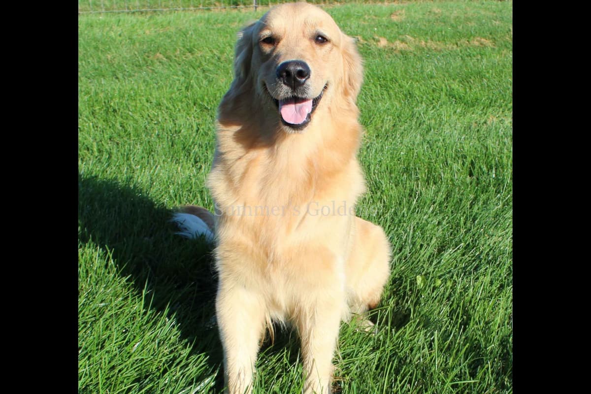 Echo & Tex's Golden Retriever Puppies breeder image 30