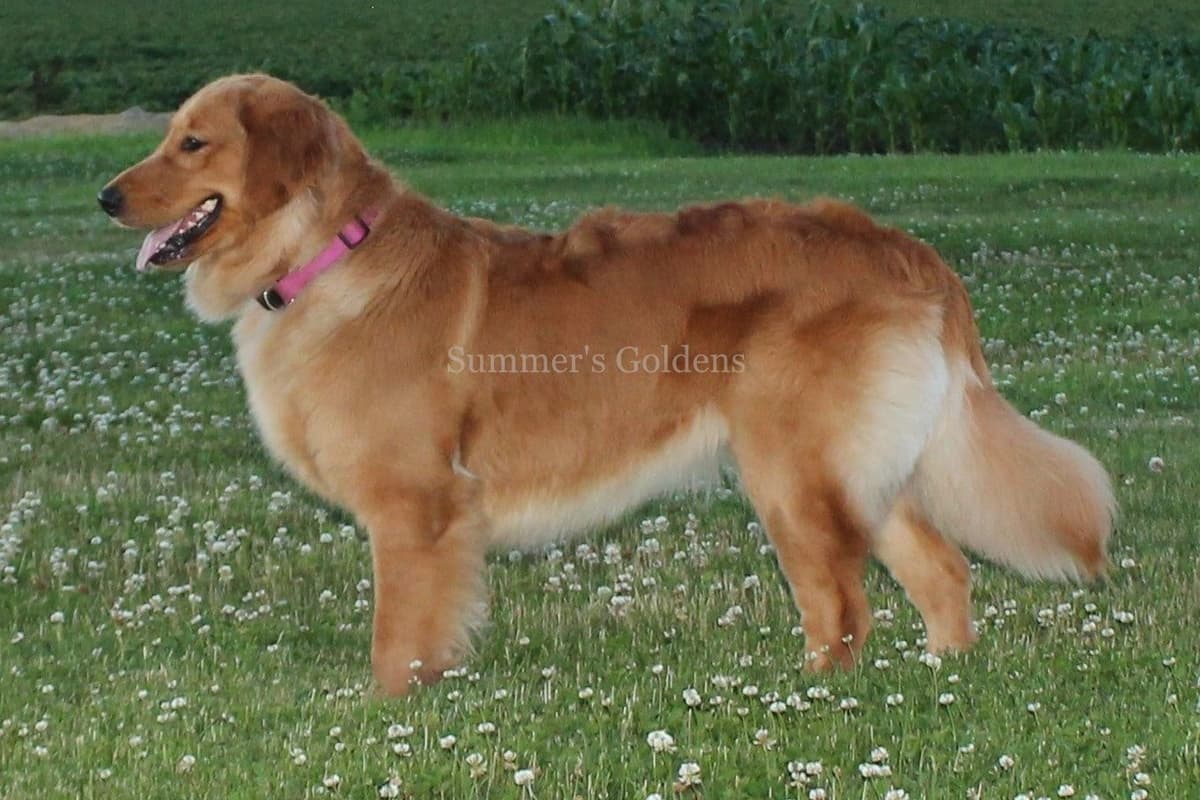 Echo & Tex's Golden Retriever Puppies breeder image 31