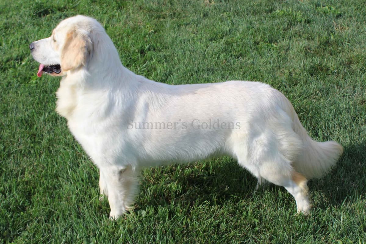 Echo & Tex's Golden Retriever Puppies breeder image 32