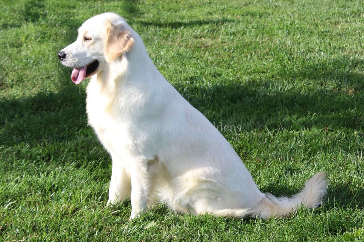 Echo & Tex's Golden Retriever Puppies breeder image 33