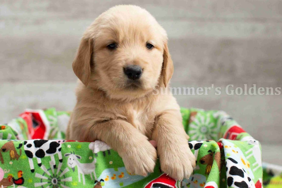 Echo & Tex's Golden Retriever Puppies breeder image 1