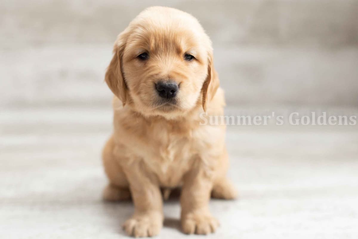 Echo & Tex's Golden Retriever Puppies breeder image 34