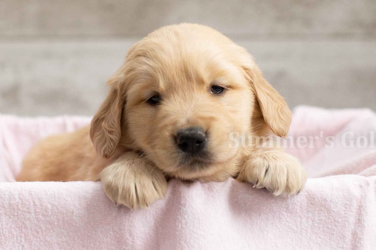Echo & Tex's Golden Retriever Puppies breeder image 35