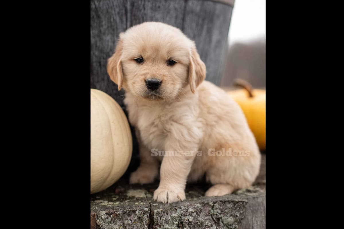 Echo & Tex's Golden Retriever Puppies breeder image 36
