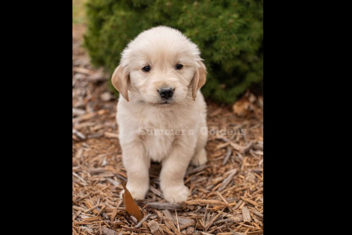 Echo & Tex's Golden Retriever Puppies breeder image 37