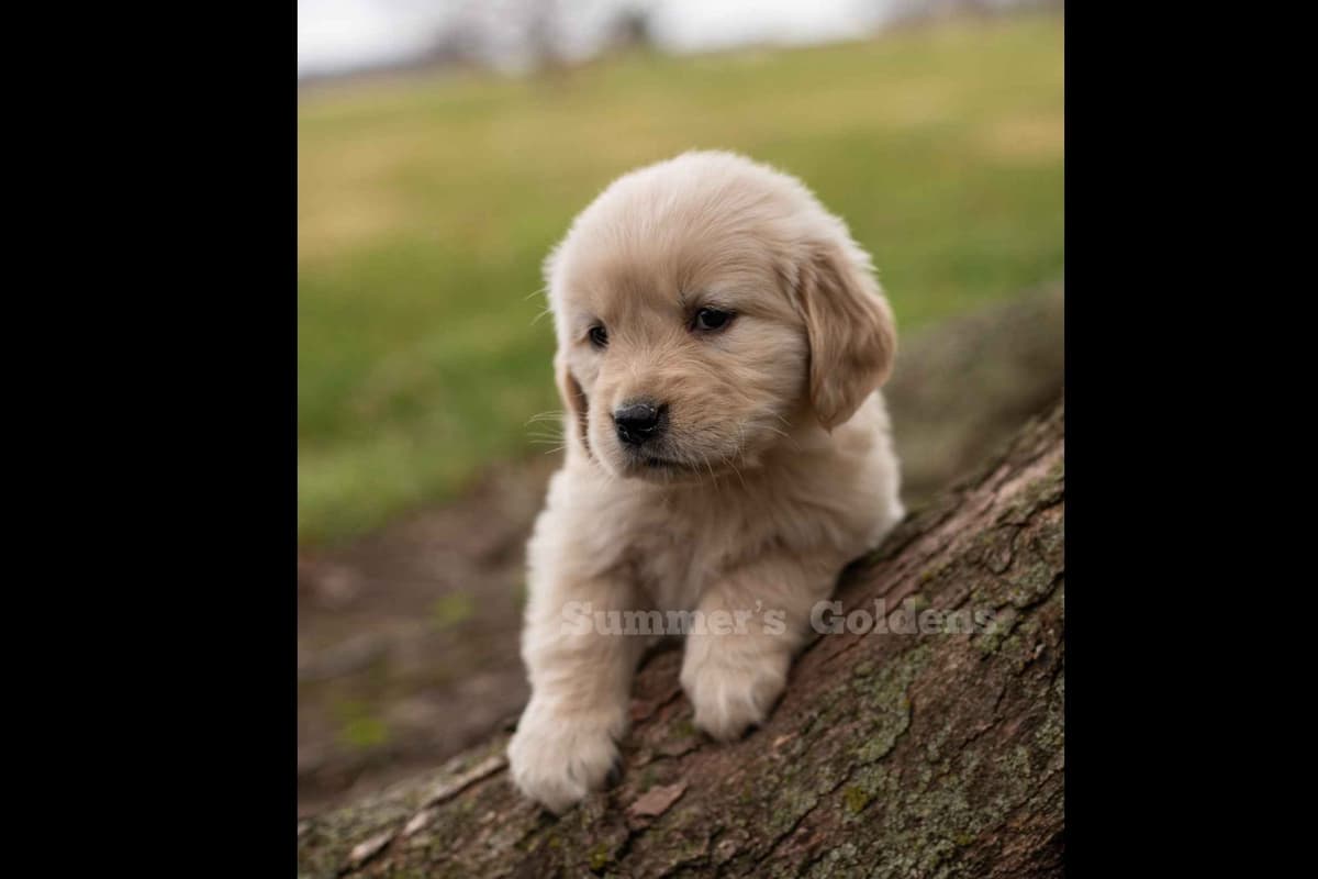 Echo & Tex's Golden Retriever Puppies breeder image 38