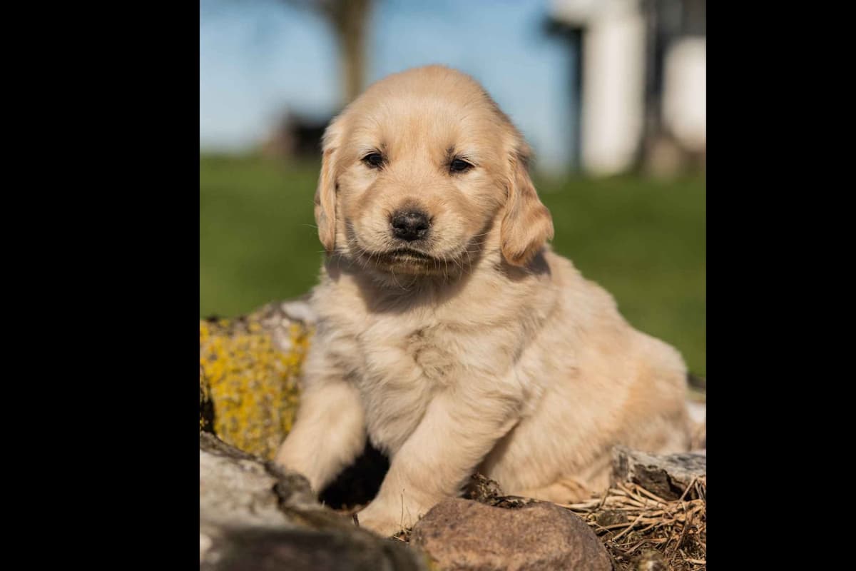 Echo & Tex's Golden Retriever Puppies breeder image 40