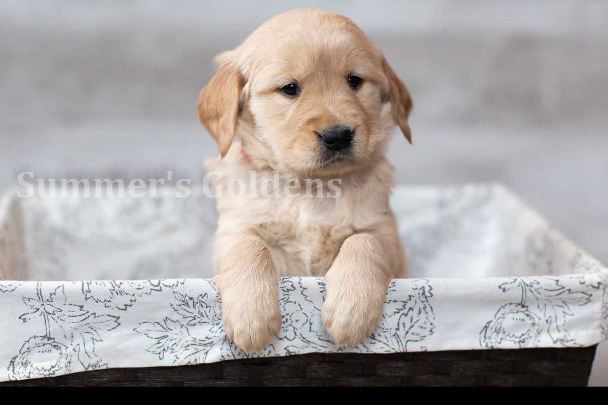 Echo & Tex's Golden Retriever Puppies breeder image 41